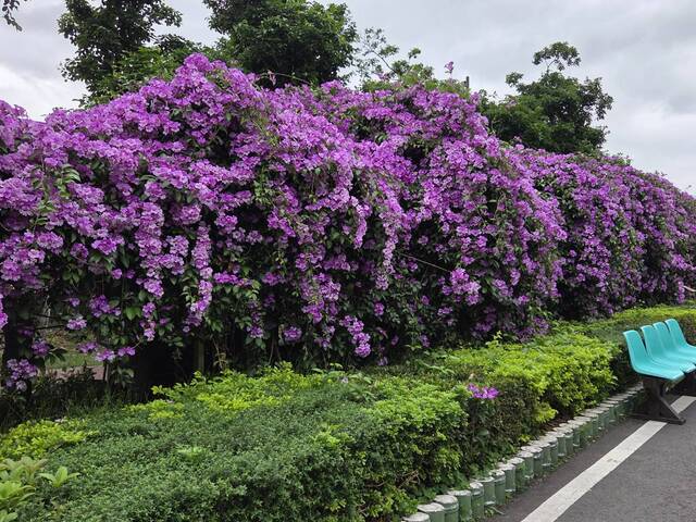 2025年11月21日蒜香藤花況