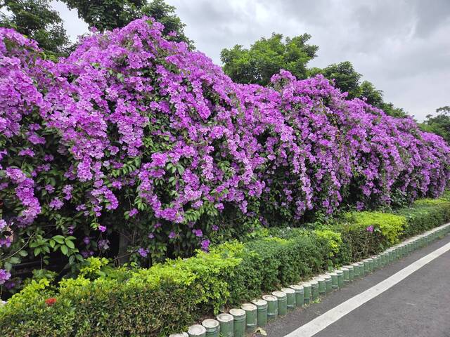 2025年11月21日蒜香藤花況