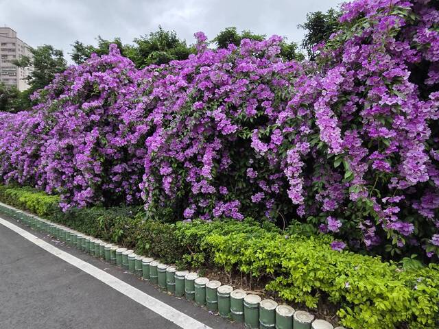 2025年11月21日蒜香藤花況