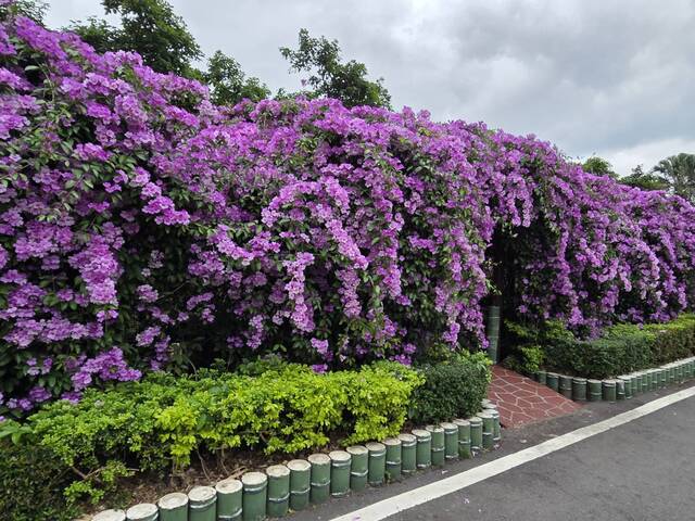 2025年11月21日蒜香藤花況