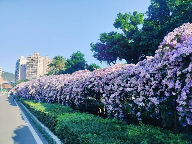 2025年11月24日蒜香藤花況