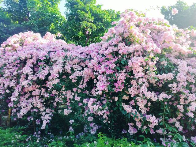 2025年11月24日蒜香藤花況