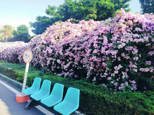 2025年11月24日蒜香藤花況