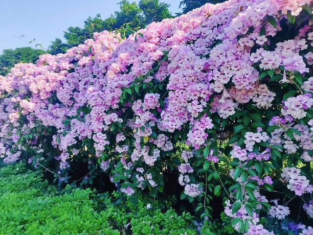 2025年11月24日蒜香藤花況