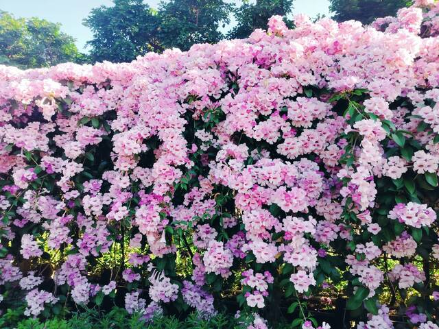 2025年11月24日蒜香藤花況