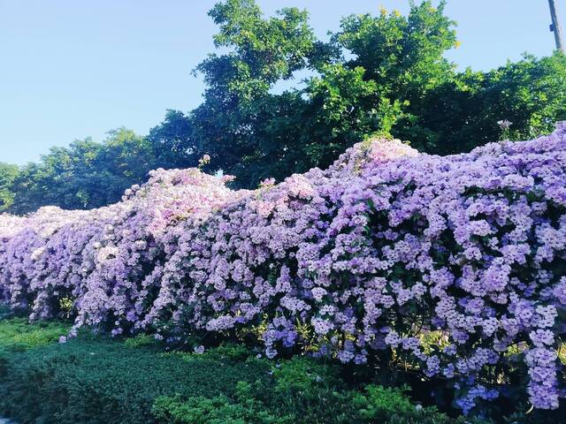 2025年11月24日蒜香藤花況