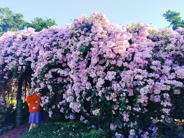 2025年11月24日蒜香藤花況