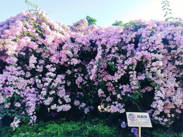 2025年11月24日蒜香藤花況