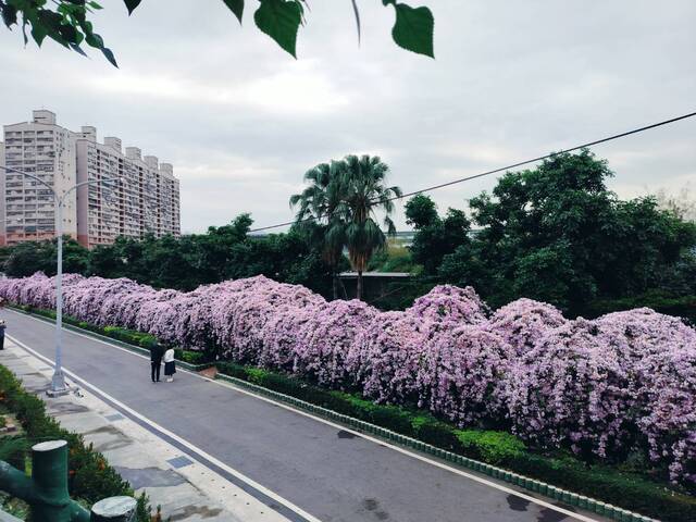 2025年11月25日蒜香藤花況