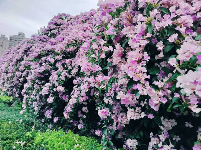 2025年11月25日蒜香藤花況