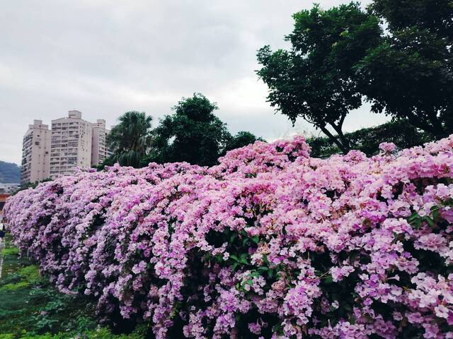 2025年11月25日蒜香藤花況