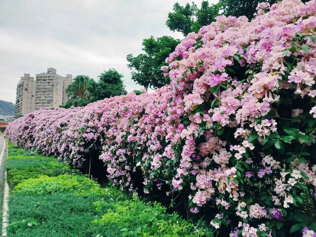 2025年11月25日蒜香藤花況