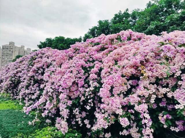 2025年11月25日蒜香藤花況