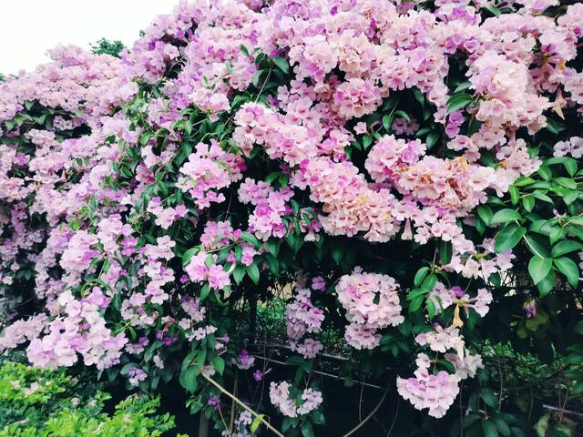 2025年11月25日蒜香藤花況