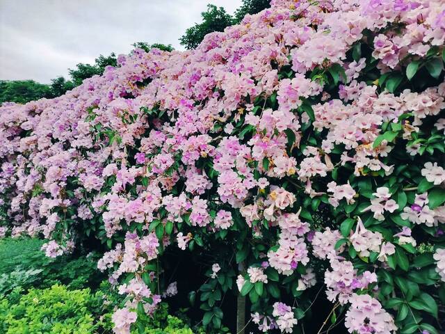 2025年11月25日蒜香藤花況