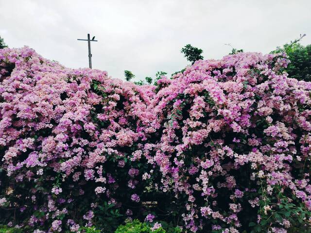 2025年11月25日蒜香藤花況