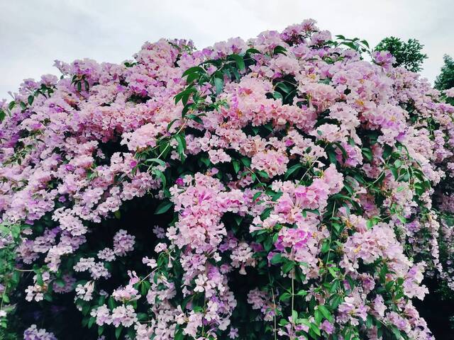 2025年11月25日蒜香藤花況