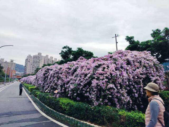 2025年11月25日蒜香藤花況