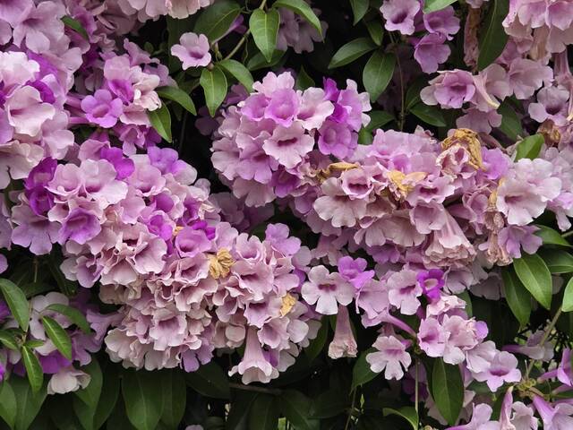 2025年11月25日蒜香藤花況