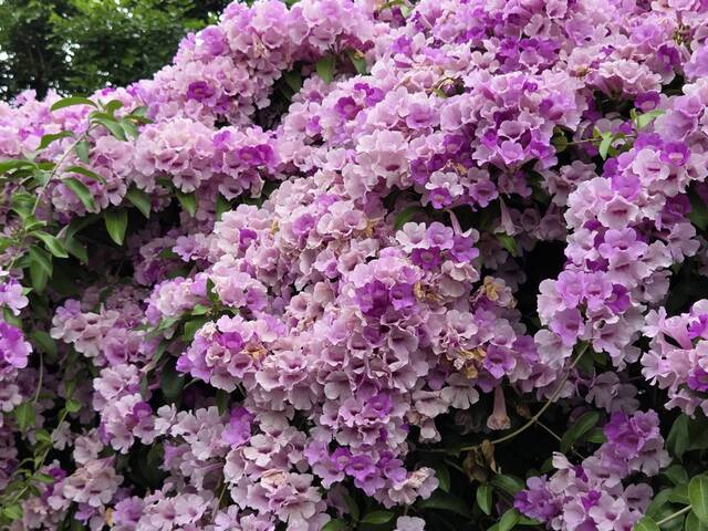 2025年11月25日蒜香藤花況