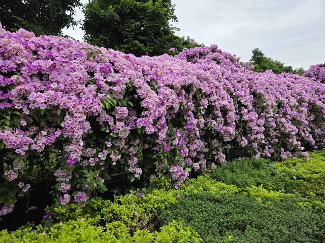 2025年11月25日蒜香藤花況