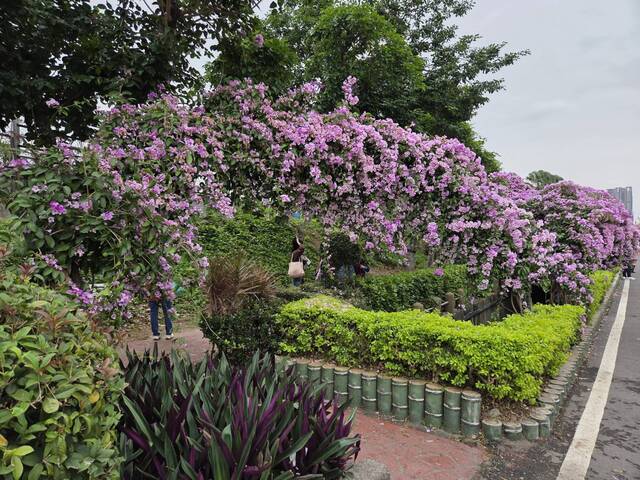 2025年11月25日蒜香藤花況