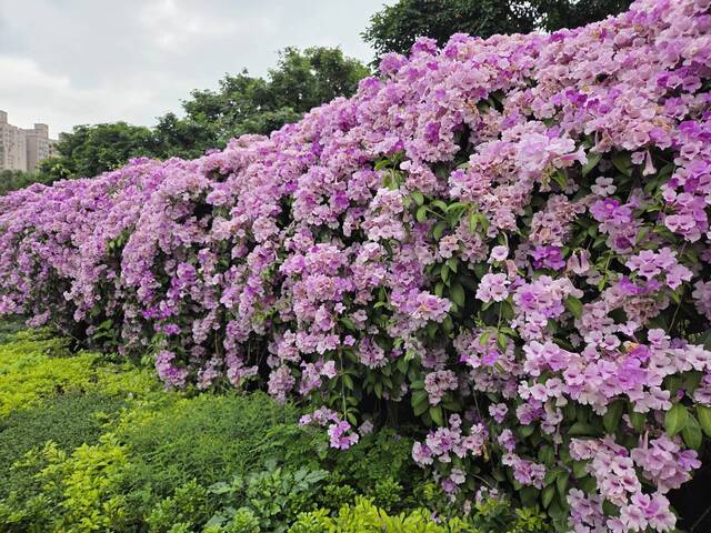 2025年11月25日蒜香藤花況