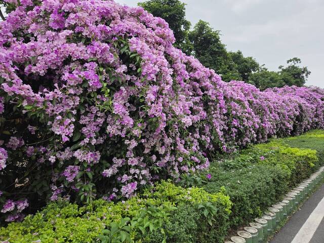 2025年11月25日蒜香藤花況