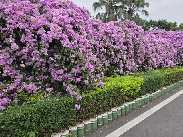 2025年11月25日蒜香藤花況