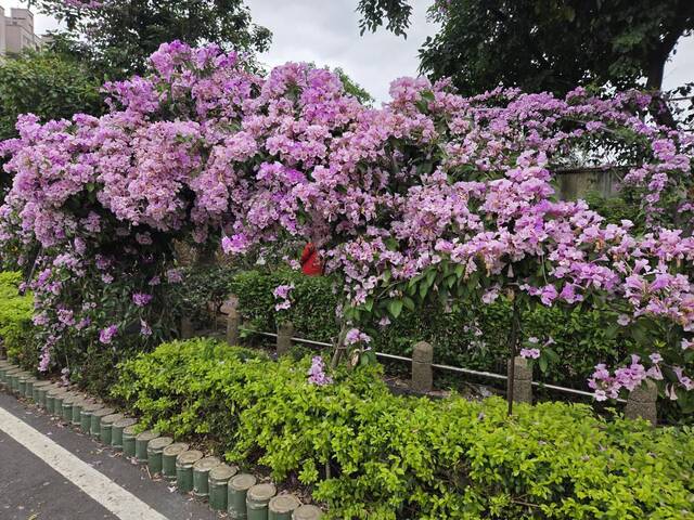 2025年11月25日蒜香藤花況