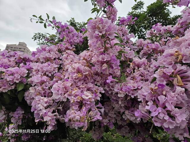2025年11月25日蒜香藤花況