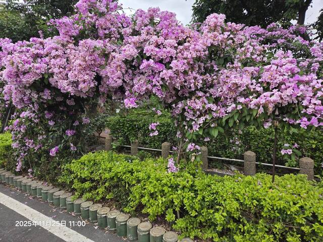 2025年11月25日蒜香藤花況