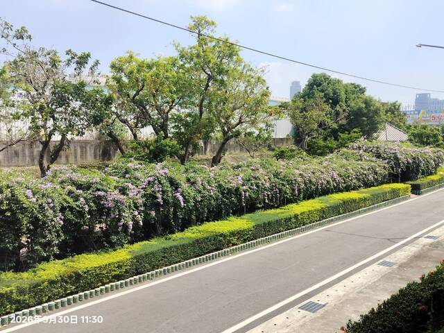 2026年9月30日蒜香藤花況-1（共11張照片）