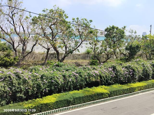 2026年9月30日蒜香藤花況-2