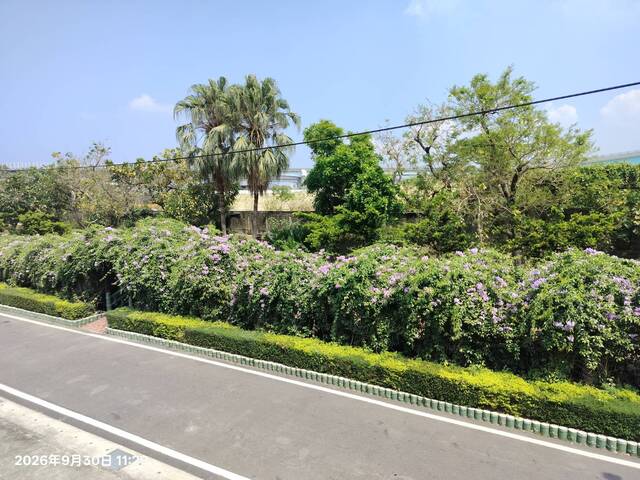 2026年9月30日蒜香藤花況-3