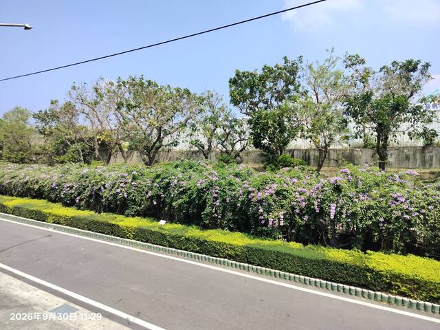 2026年9月30日蒜香藤花況-4
