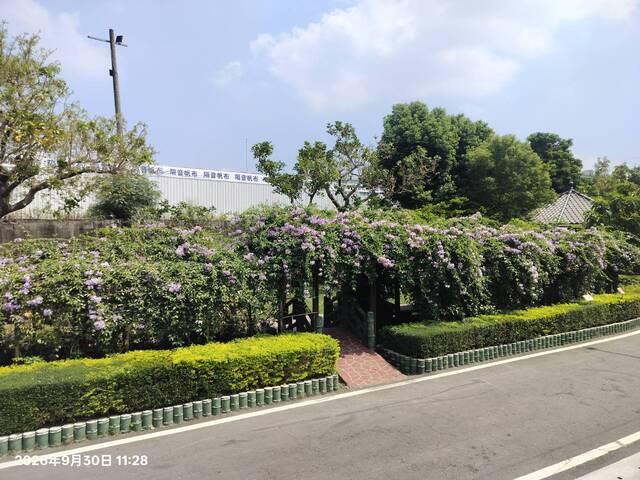 2026年9月30日蒜香藤花況-5