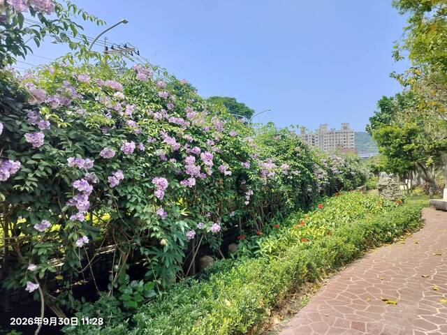 2026年9月30日蒜香藤花況-6