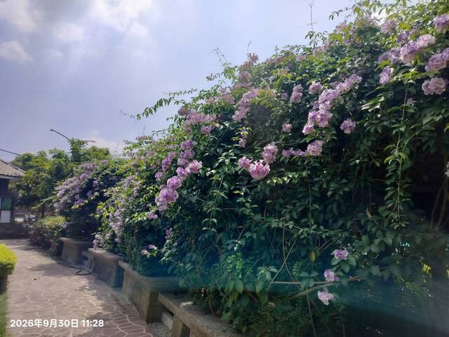 2026年9月30日蒜香藤花況-7
