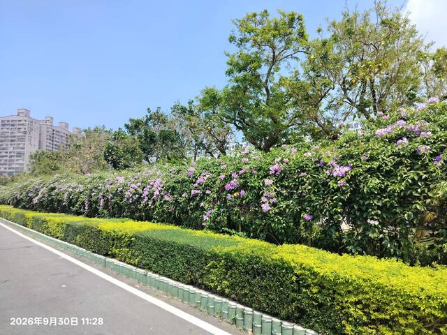 2026年9月30日蒜香藤花況-8