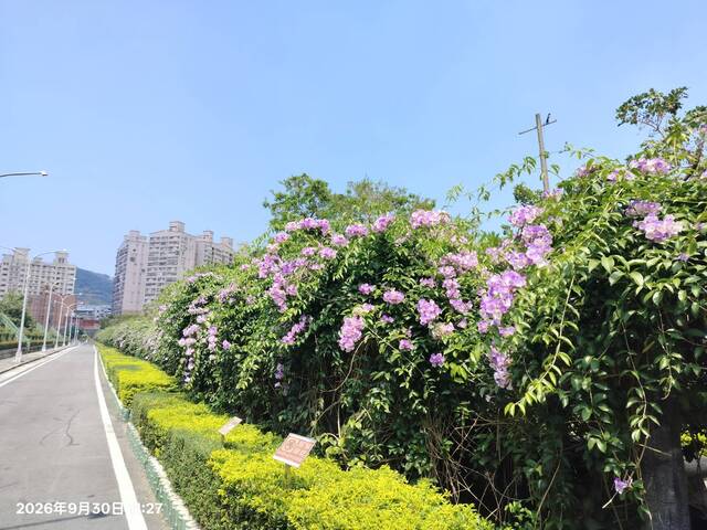 2026年9月30日蒜香藤花況-9