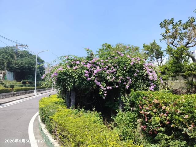 2026年9月30日蒜香藤花況-11