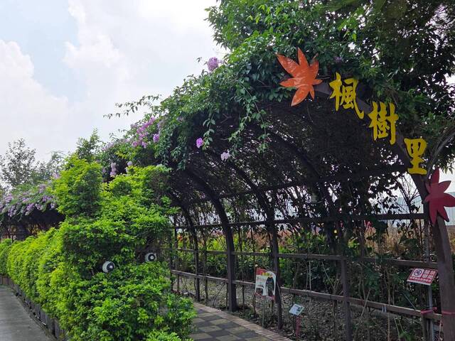 2026年10月01日蒜香藤花況