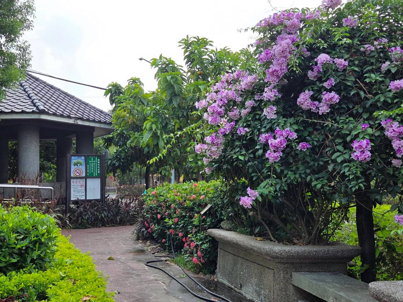 2026年10月01日蒜香藤花況