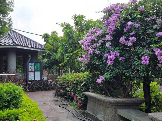 2026年10月01日蒜香藤花況-1
