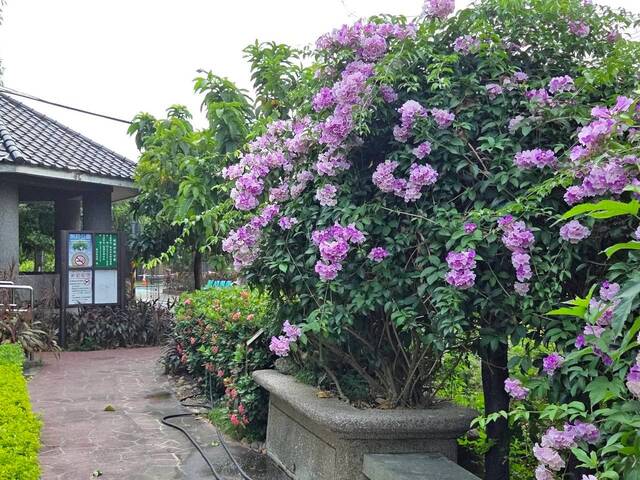 2026年10月01日蒜香藤花況-2