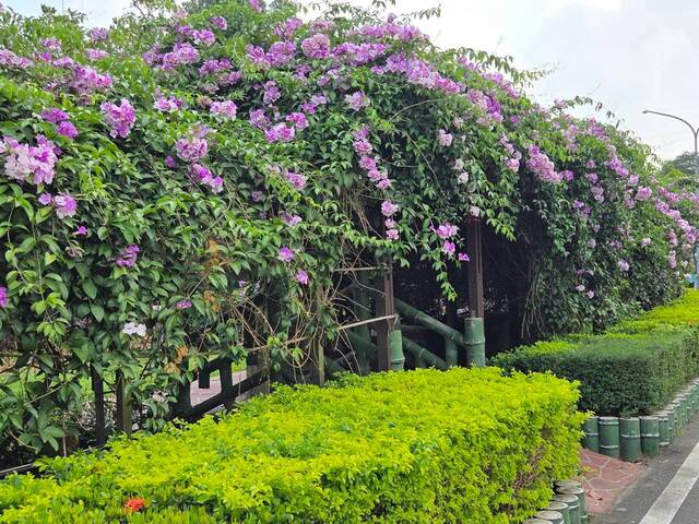 2026年10月01日蒜香藤花況-4