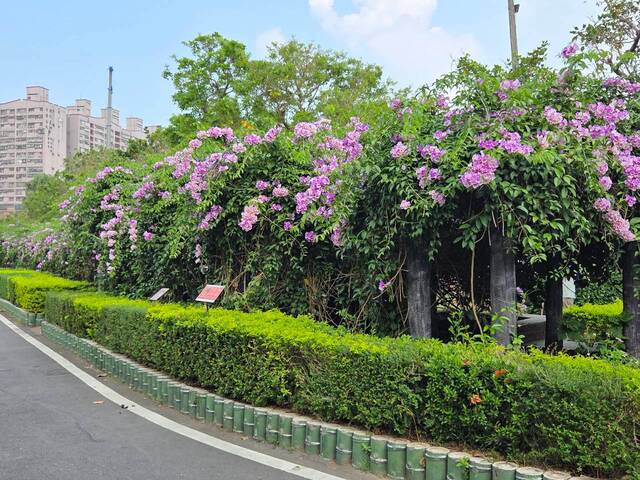 2026年10月01日蒜香藤花況-5