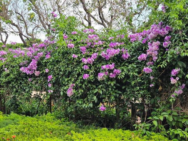 2026年10月01日蒜香藤花況-6