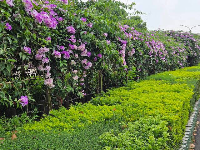 2026年10月01日蒜香藤花況-3